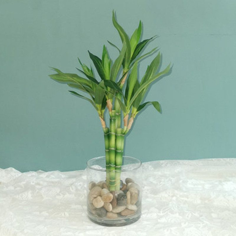 Snake Plant - New 40cm Artificial Lucky Bamboo Succulent