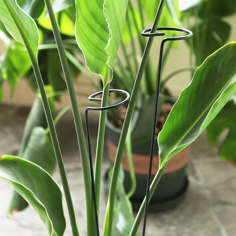 1/10pcs Garden Support Stake R - Plant Support Stake review and price