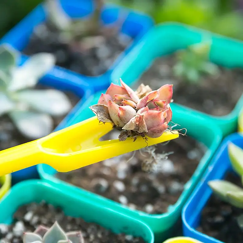 1/10Pcs Sowing Succulents Tran - Succulent Set review and price