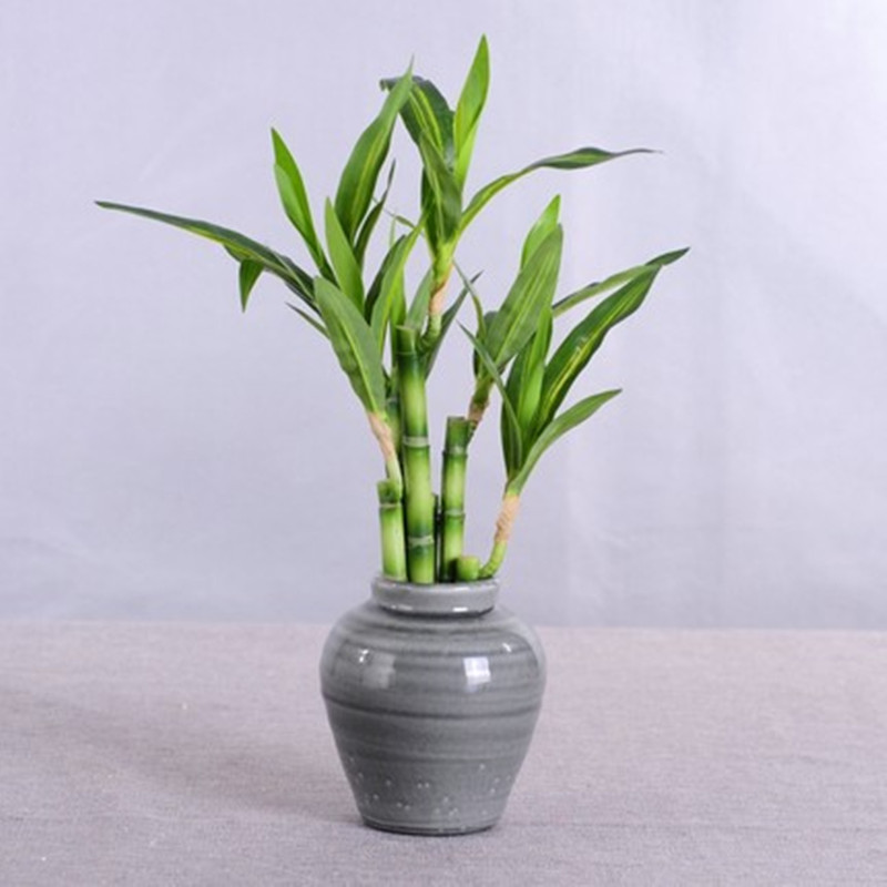 New 40cm Artificial Lucky Bamb - Snake Plant review and price