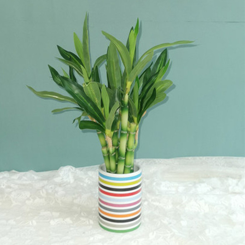 New 40cm Artificial Lucky Bamb - Snake Plant review and price