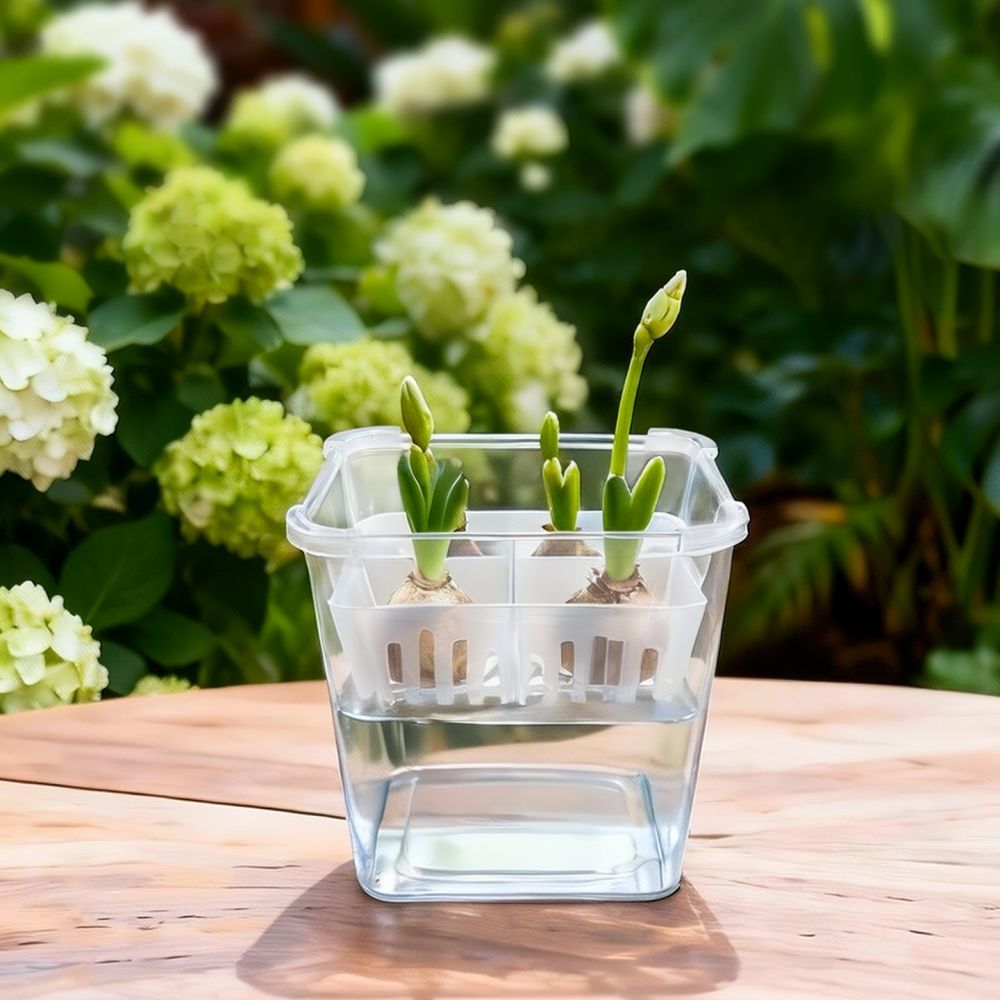 Hydroponic Vase For Tulip Lily - Plant Pot review and price